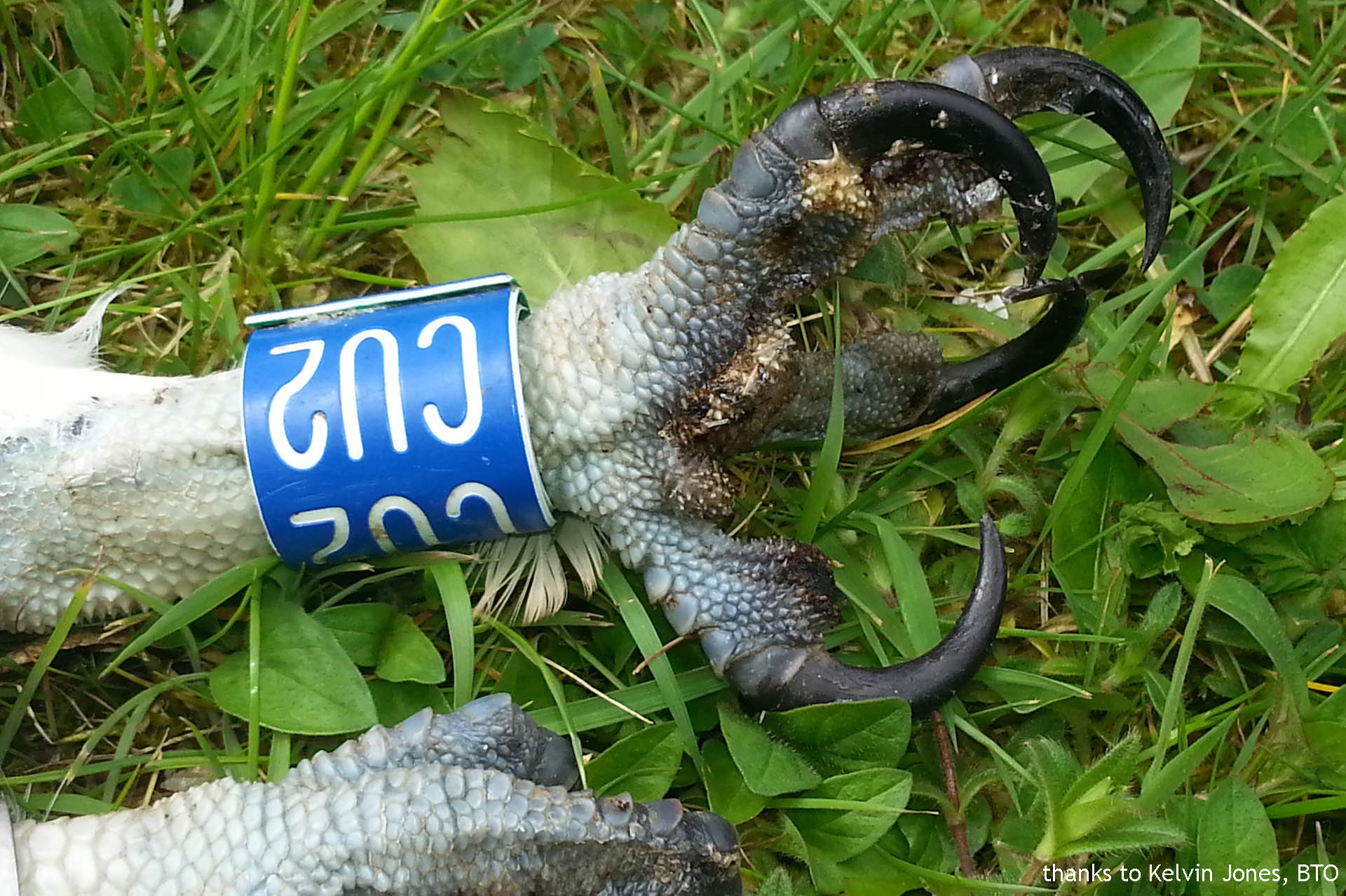CU2 Jimmy tragically electrocuted with burnt talons